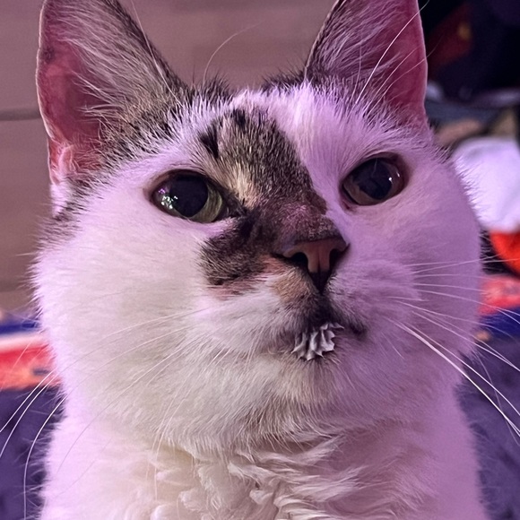 shelleyski